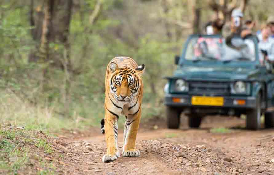 Jeep Safari In Jaipur | Jeep Safari Tour In Jaipur