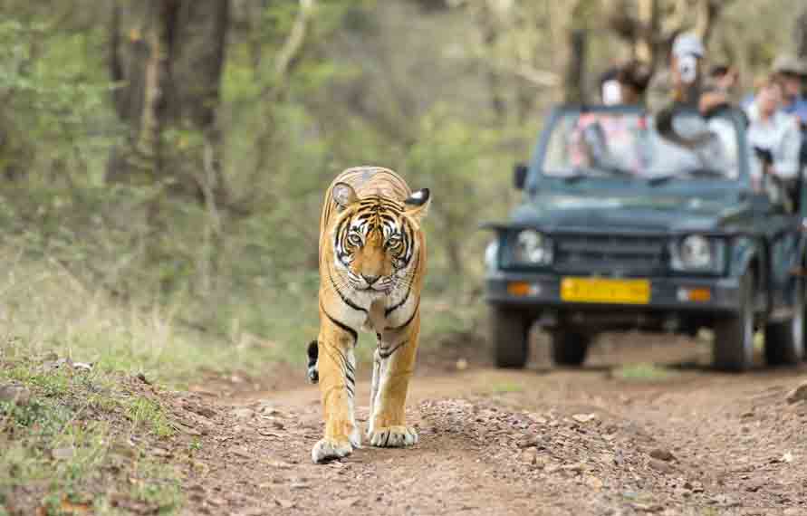 Ranthambore Tour Package From Jaipur | Jaipur To Ranthambore Day Trip