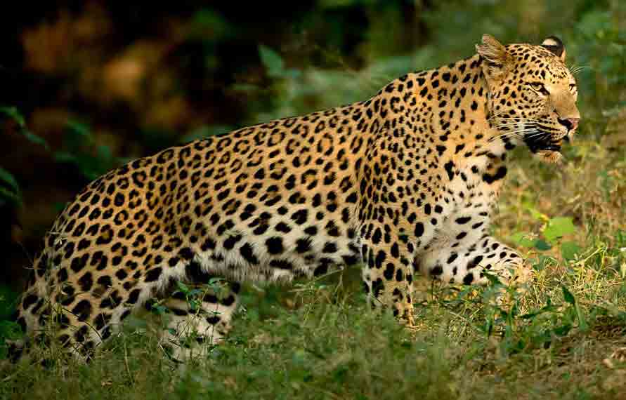 Jhalana Safari Booking Online | Jhalana Jungle Safari Tour