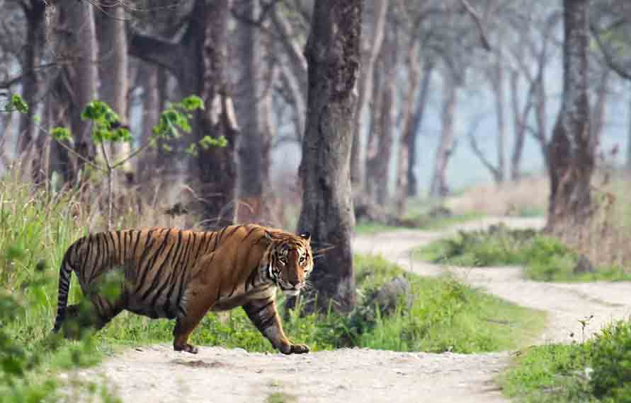 Ranthambore Jungle Safari | Ranthambore Jeep Safari